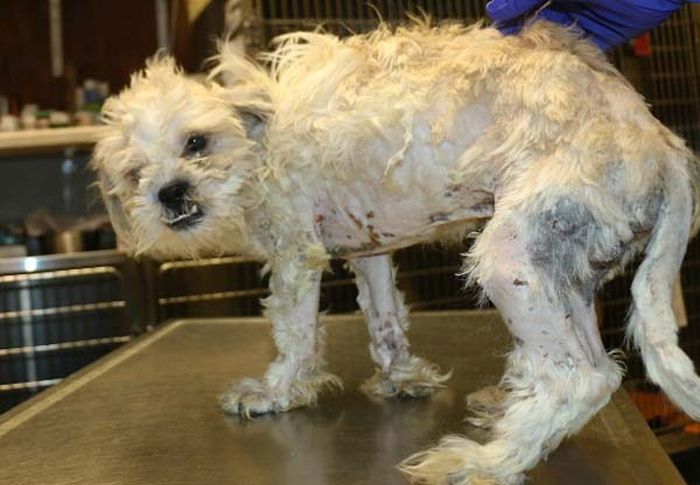 This Dog Was Thrown In A Trash Can, See What Happened To It After (8 pics)