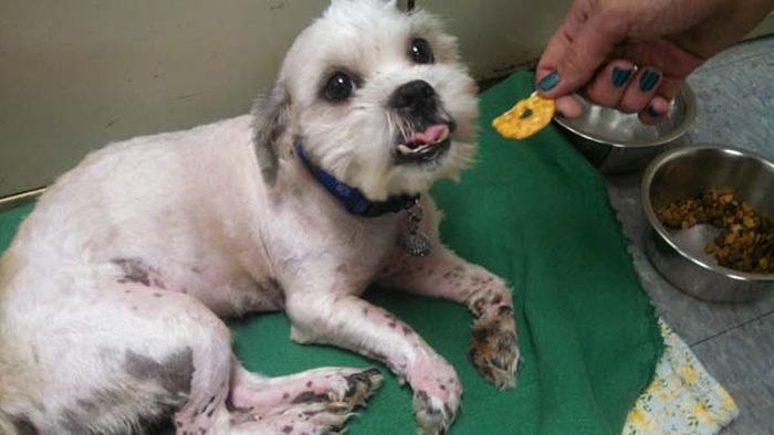 This Dog Was Thrown In A Trash Can, See What Happened To It After (8 pics)