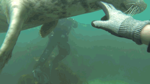These Playful Seals Want To Be Your Friend (5 gifs)