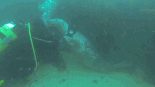 These Playful Seals Want To Be Your Friend (5 gifs)