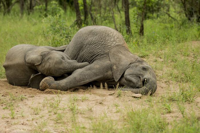 Are These Elephants Drunk Or Just Tired? (8 pics)