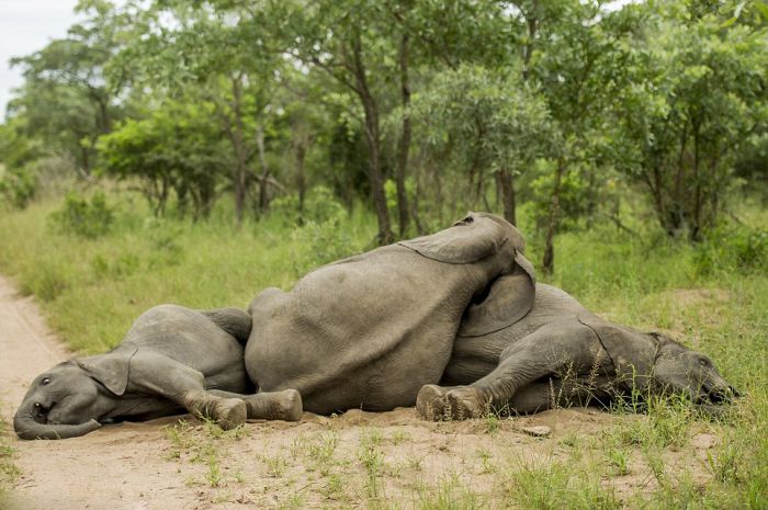 Are These Elephants Drunk Or Just Tired? (8 pics)