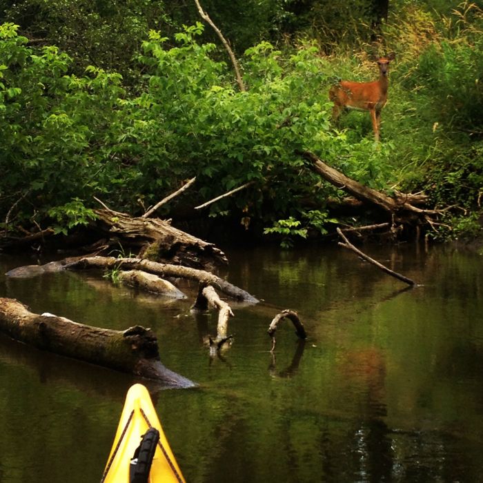 You've Never Kayaked Like This Before (41 pics)