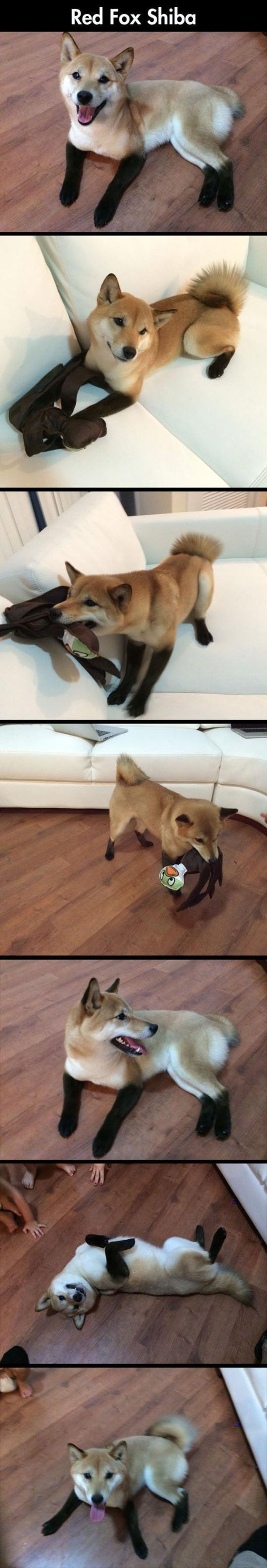 The Weirdest Things You're Going To See Today (36 pics)