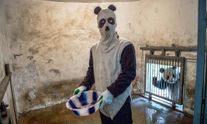 People Dressed As Pandas Living With Pandas (13 pics)