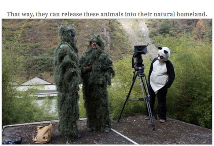 People Dressed As Pandas Living With Pandas (13 pics)