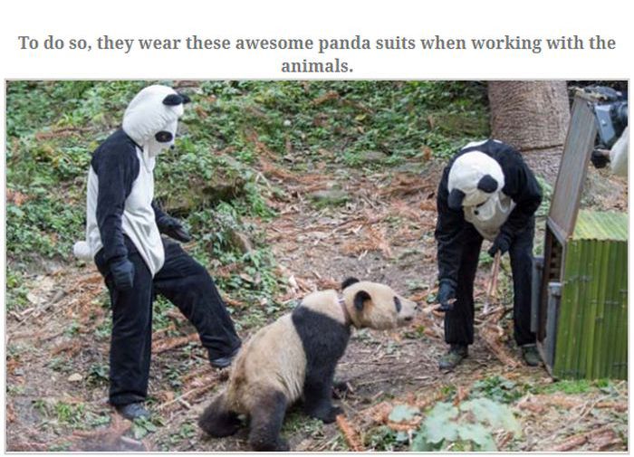 People Dressed As Pandas Living With Pandas (13 pics)