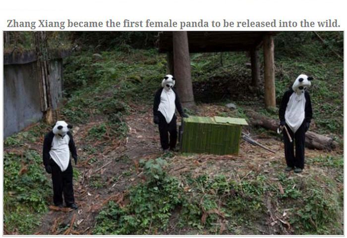 People Dressed As Pandas Living With Pandas (13 pics)