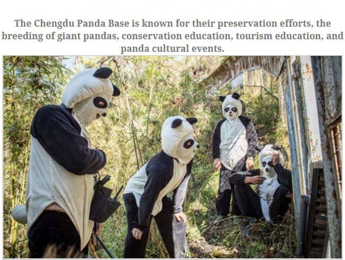 People Dressed As Pandas Living With Pandas (13 pics)