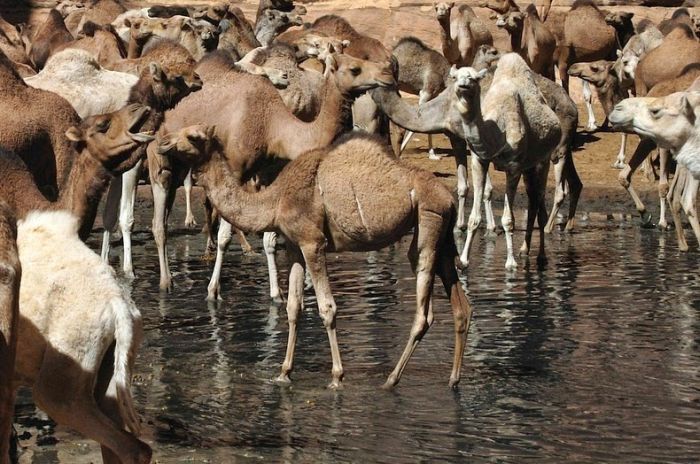 Amazing Wetlands In The Desert Of Chad (12 pics)