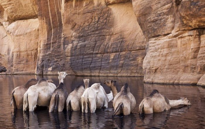 Amazing Wetlands In The Desert Of Chad (12 pics)