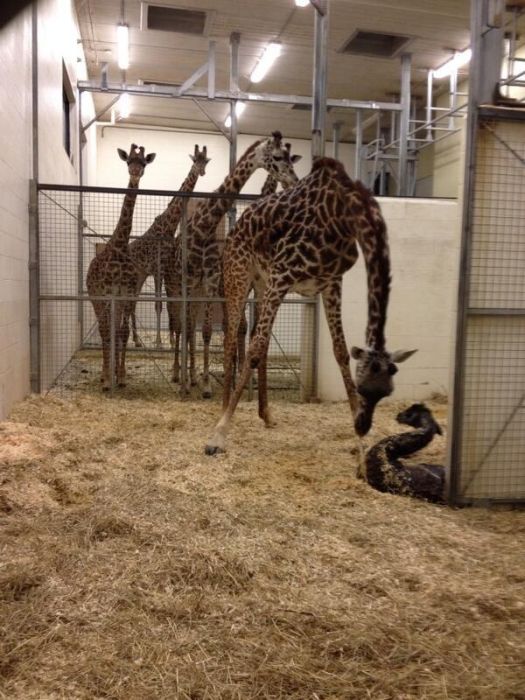 How Baby Giraffes Are Born (14 pics)