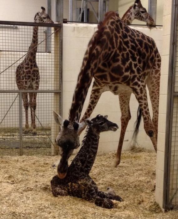 How Baby Giraffes Are Born (14 pics)