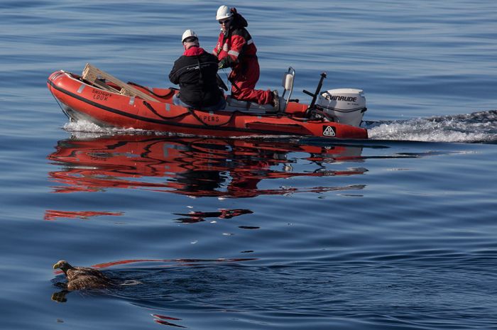 These People Saved This Eagle From Drowning (7 pics)