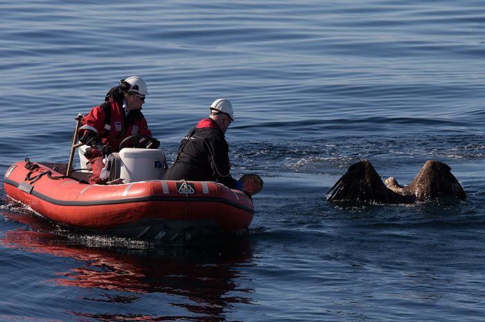 These People Saved This Eagle From Drowning (7 pics)