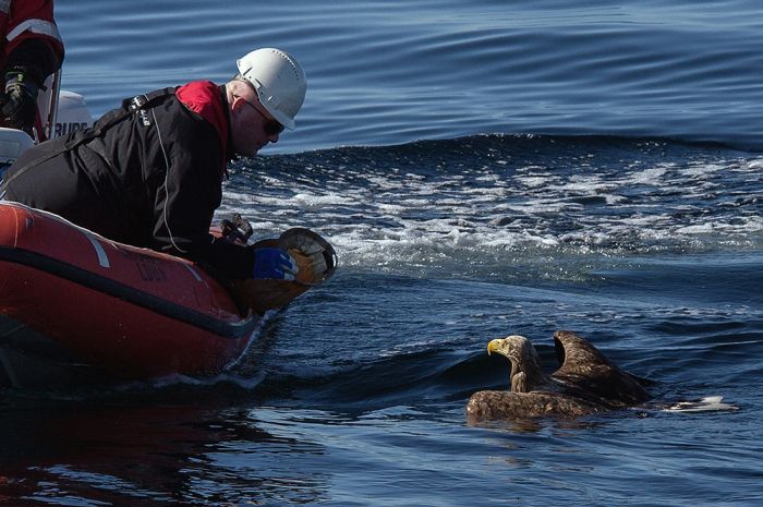 These People Saved This Eagle From Drowning (7 pics)