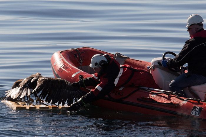 These People Saved This Eagle From Drowning (7 pics)