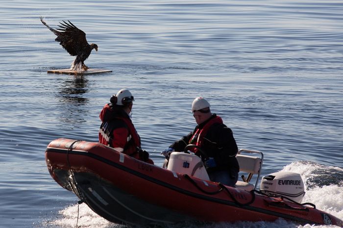 These People Saved This Eagle From Drowning (7 pics)