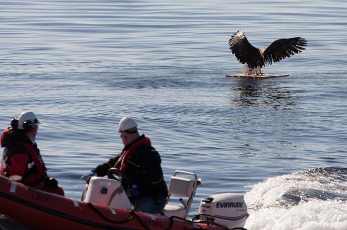 These People Saved This Eagle From Drowning (7 pics)