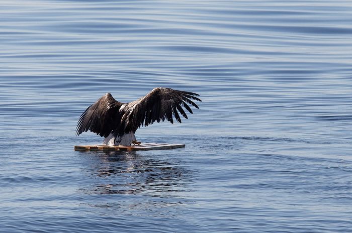 These People Saved This Eagle From Drowning (7 pics)