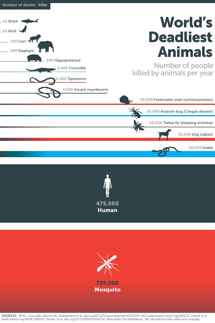 Find Out What The World's Deadliest Animal Is (infographic)