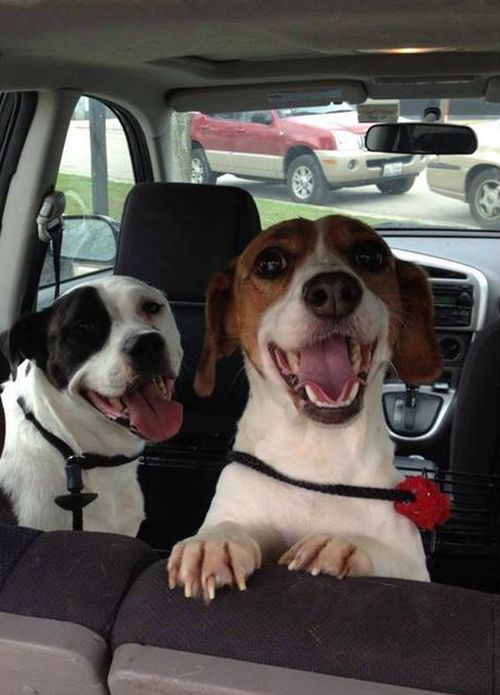 These Rescue Dogs Go From Sad To Happy Real Quick (2 pics)