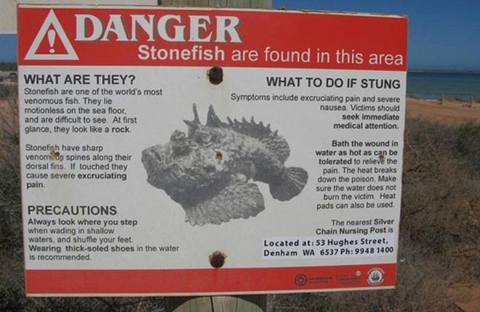 Watch Out For Stonefish They Come Out Of Nowhere (6 pics)