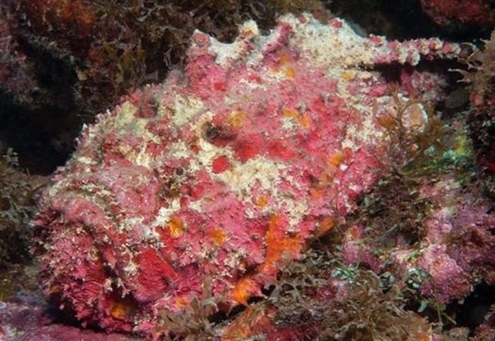 Watch Out For Stonefish They Come Out Of Nowhere (6 pics)