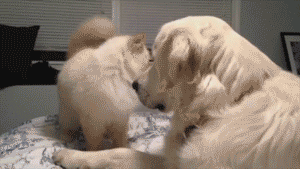 Did It Ever Happen to You When... Part 88 (16 gifs)