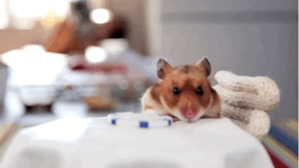 This Hamster Eats Dinner All Alone (8 gifs)