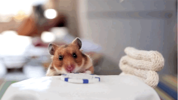 This Hamster Eats Dinner All Alone (8 gifs)