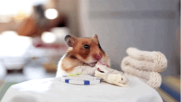 This Hamster Eats Dinner All Alone (8 gifs)