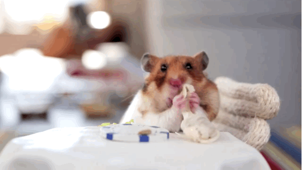 This Hamster Eats Dinner All Alone (8 gifs)