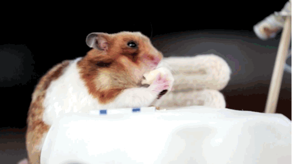 This Hamster Eats Dinner All Alone (8 gifs)