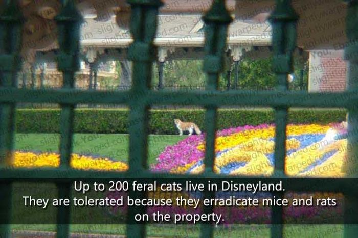 50 Things You Didn't Know About Disney Theme Parks (50 pics)