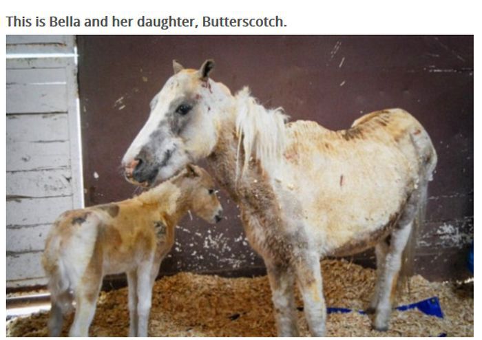This Pony Proves There's Nothing Like A Mother's Love (7 pics)