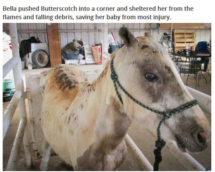 This Pony Proves There's Nothing Like A Mother's Love (7 pics)
