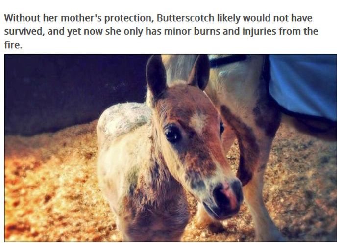 This Pony Proves There's Nothing Like A Mother's Love (7 pics)