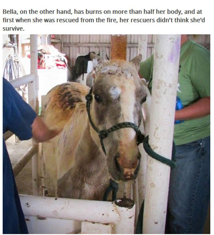 This Pony Proves There's Nothing Like A Mother's Love (7 pics)