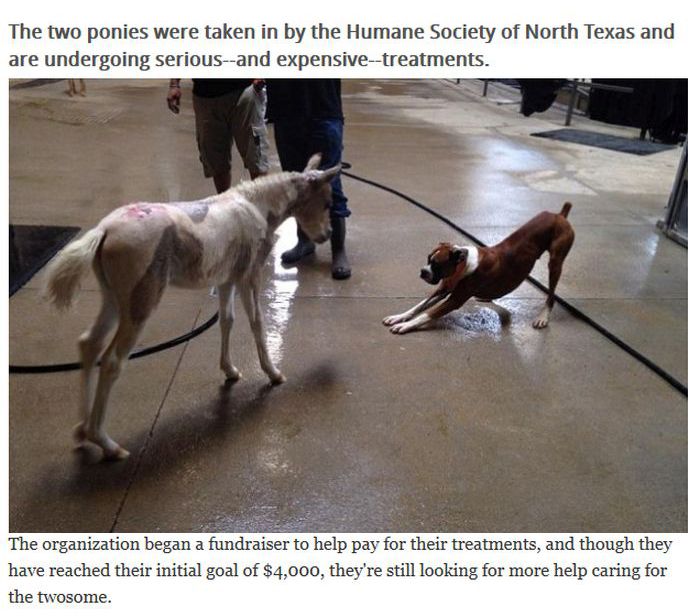This Pony Proves There's Nothing Like A Mother's Love (7 pics)