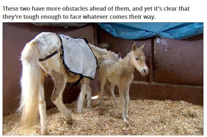 This Pony Proves There's Nothing Like A Mother's Love (7 pics)