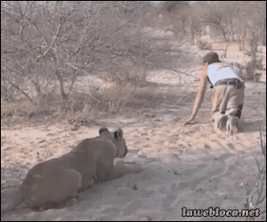That Almost Ended Very Badly (28 gifs)