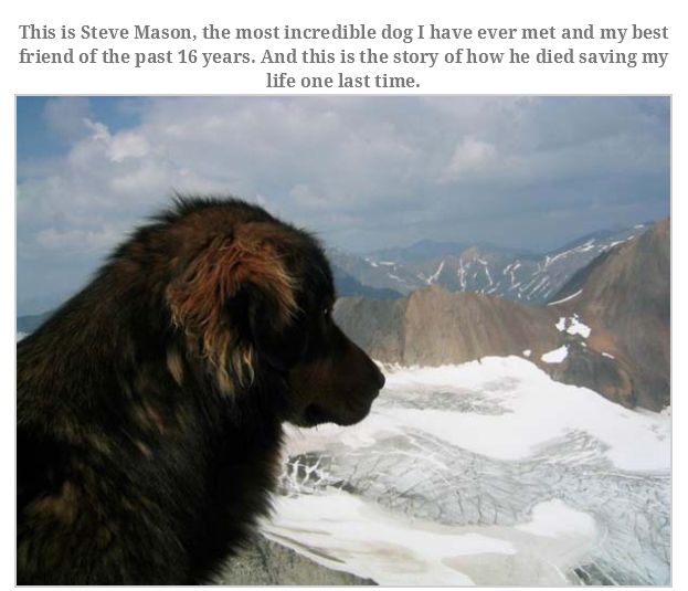 Man Rememebers His Dog That Passed Away (16 pics)
