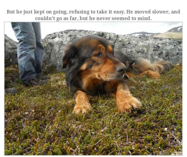 Man Rememebers His Dog That Passed Away (16 pics)