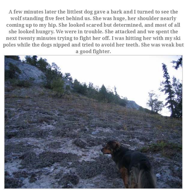 Man Rememebers His Dog That Passed Away (16 pics)