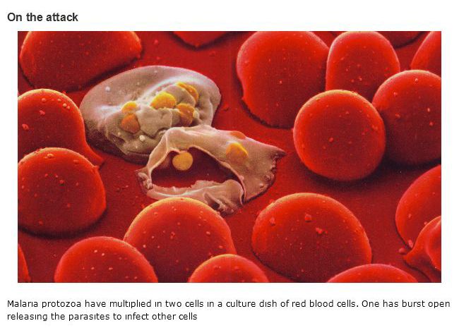 There's A War Going On Within Your Immune System (16 pics)