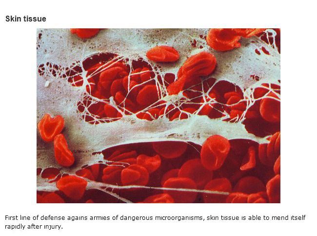There's A War Going On Within Your Immune System (16 pics)