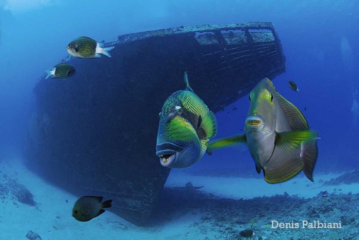 You Won't Believe What These People Found Underwater (79 pics)