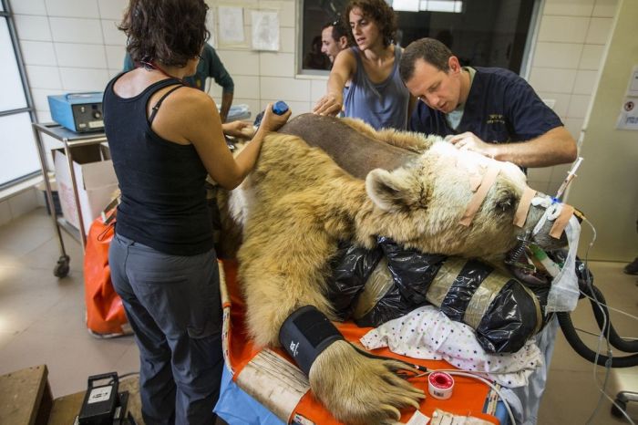 This Is What It Looks Like When A Bear Has Surgery (10 pics)