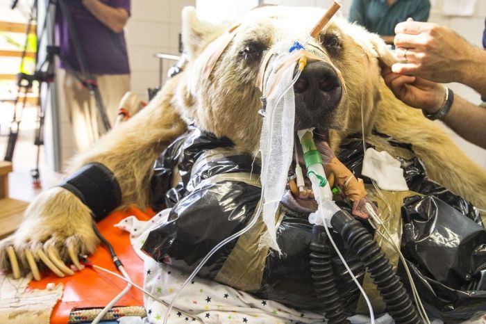 This Is What It Looks Like When A Bear Has Surgery (10 pics)